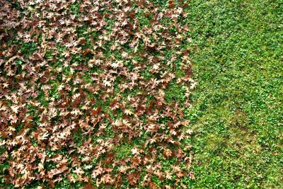 Lawn Health in Fall