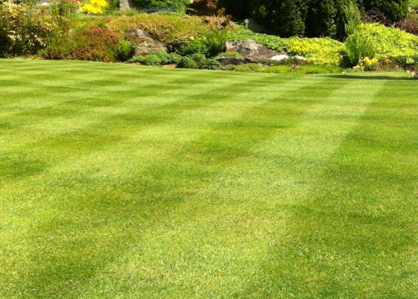 Commercial Grass Cutting in Herndon