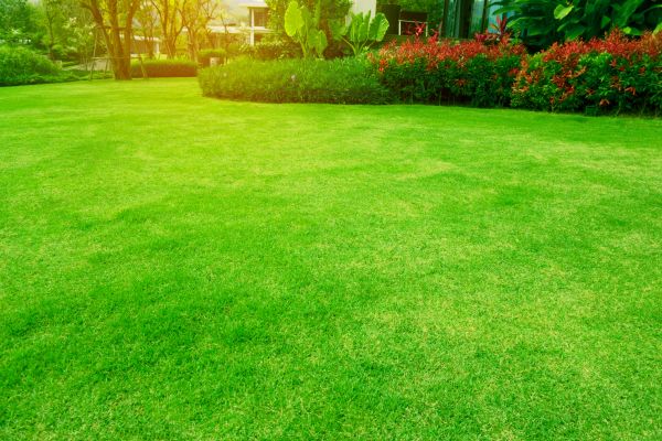 Grass Maintenance in Herndon