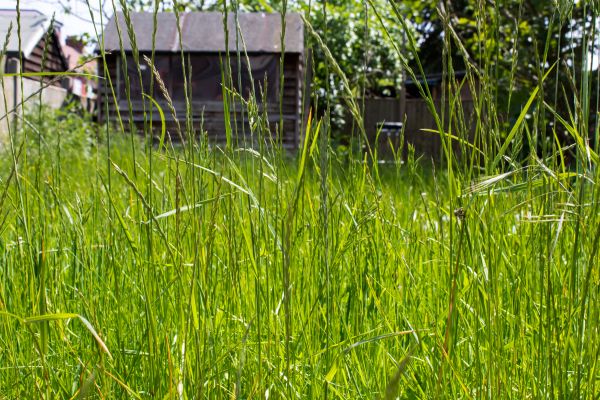 Overgrown Lawn Trimming in Herndon