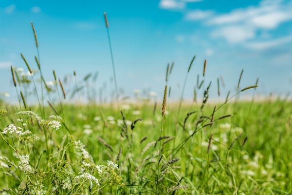 High Grass Trimming in Herndon